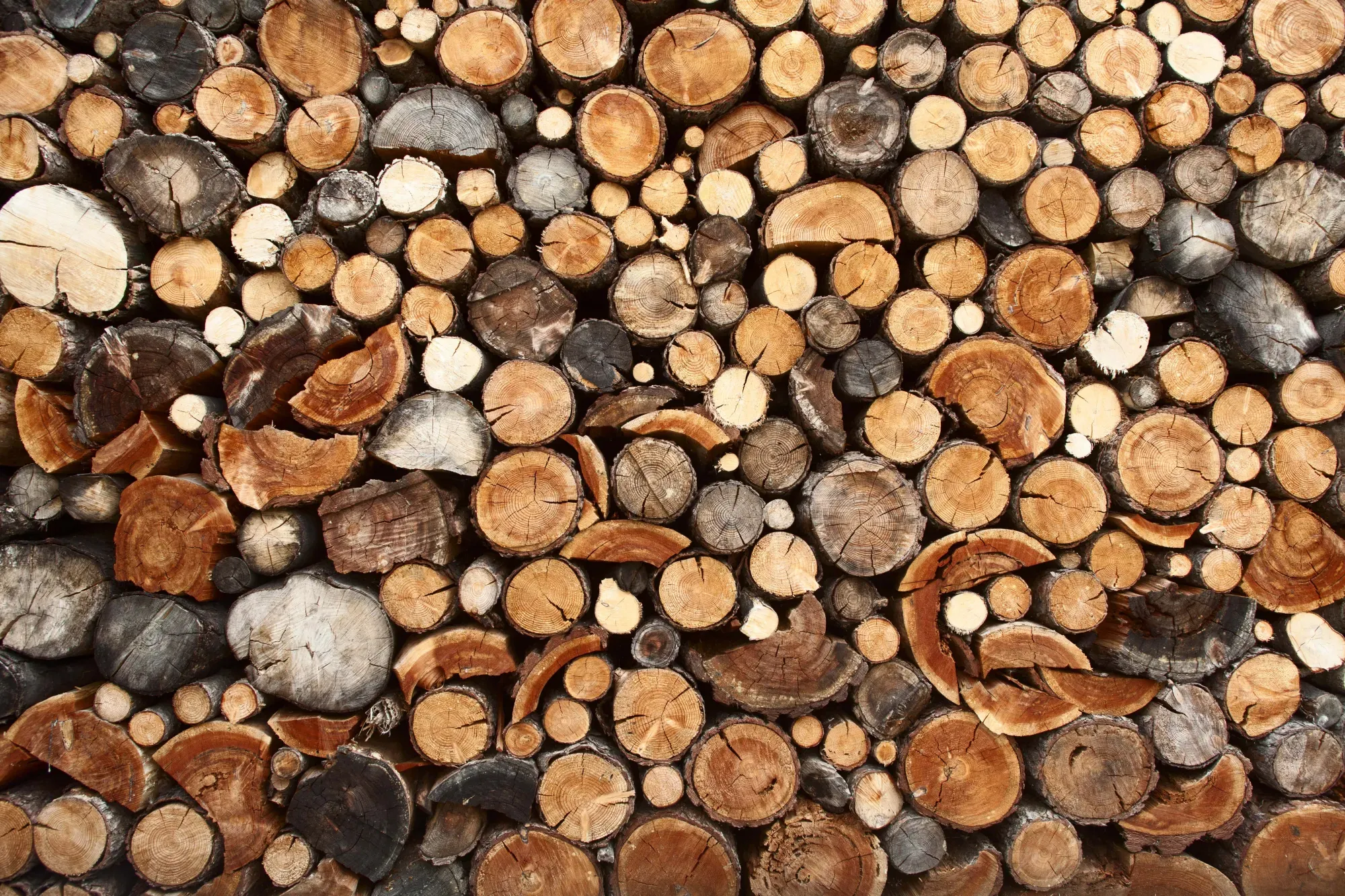 Nos photos de bois