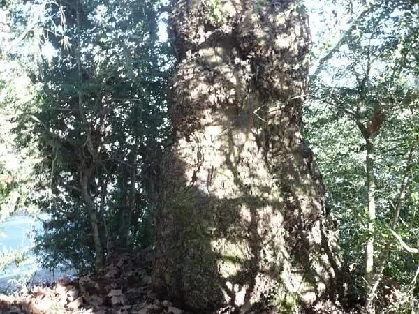 photos des bois Noyer de France (23)