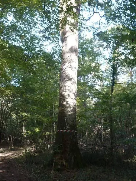 photos des bois Noyer de France (24)