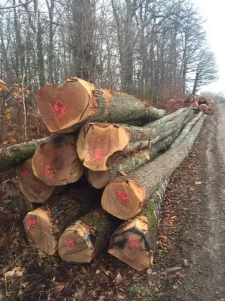 photos des bois Noyer de France (27)