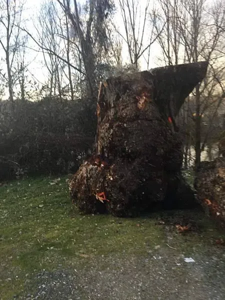 photos des bois Noyer de France (29)