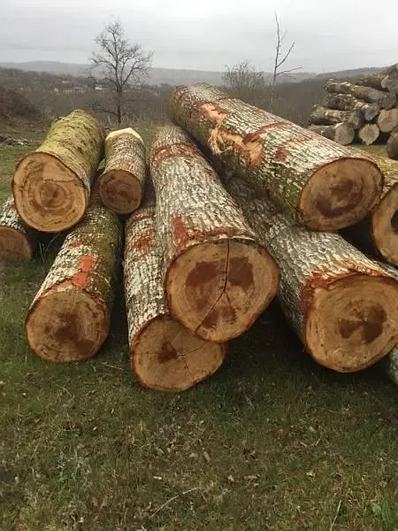 photos des bois Noyer de France (30)
