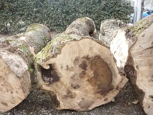 photos des bois Noyer de France (32)