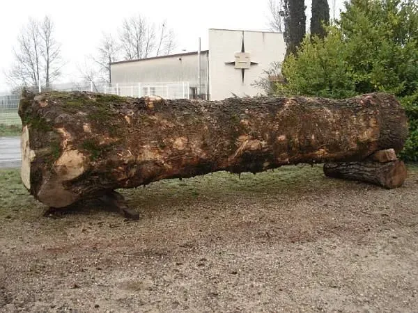 photos des bois Noyer de France (33)