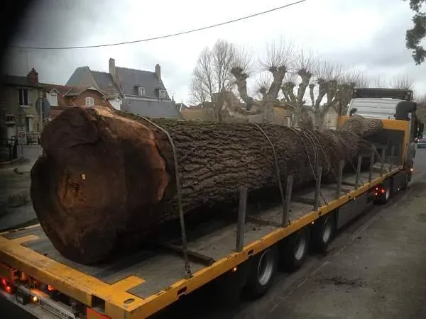 photos des bois Noyer de France (34)