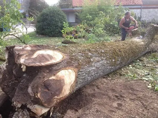 photos des bois Noyer de France (35)