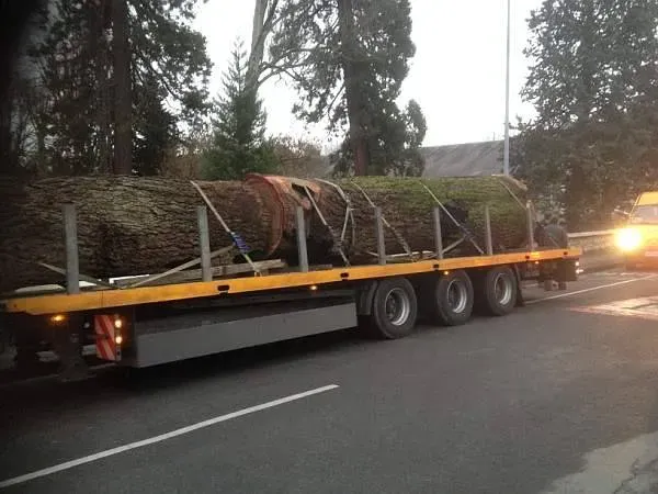photos des bois Noyer de France (37)