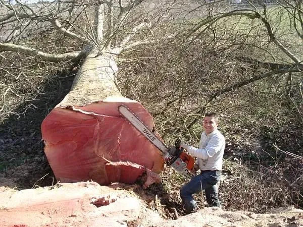 photos des bois Noyer de France (39)