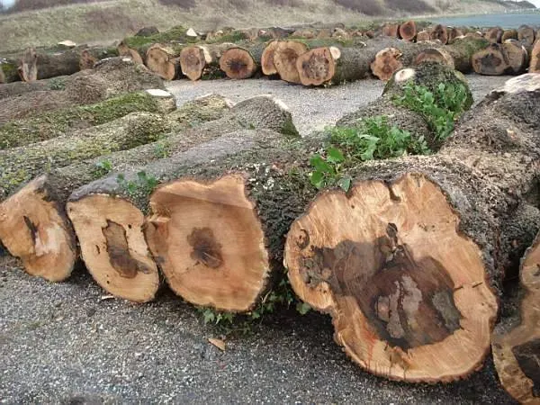 photos des bois Noyer de France (40)
