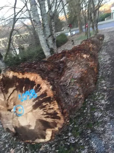photos des bois Noyer de France (41)