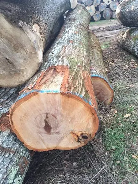 photos des bois Noyer de France (1)